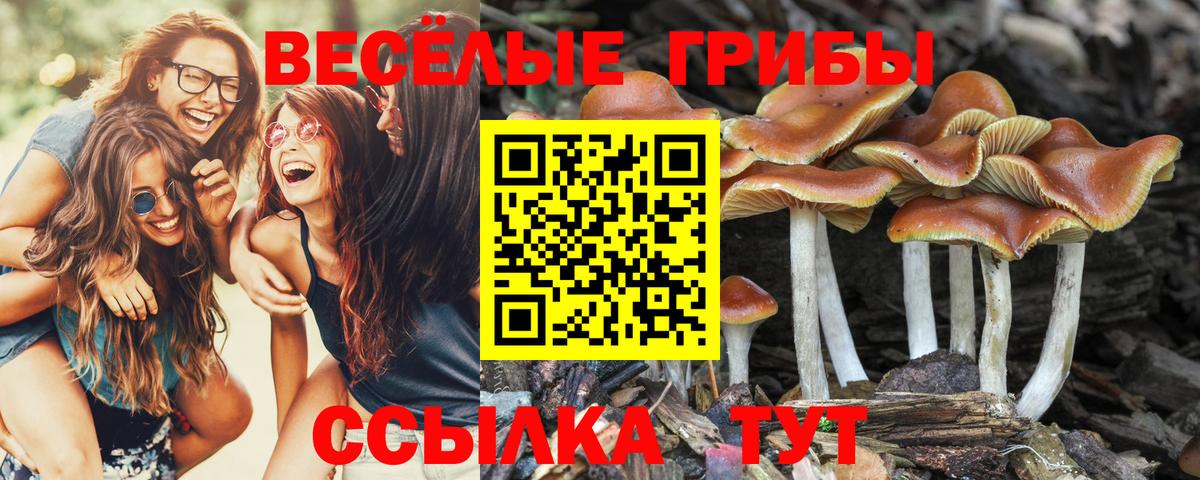 Псилоцибиновые грибы Psilocybe Бердск
